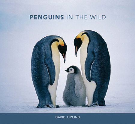 Penguins in the Wild by David Tipling