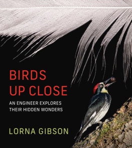 Birds Up Close