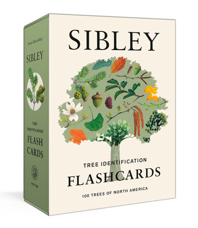 Sibley Tree Identification Flashcards by David Allen Sibley