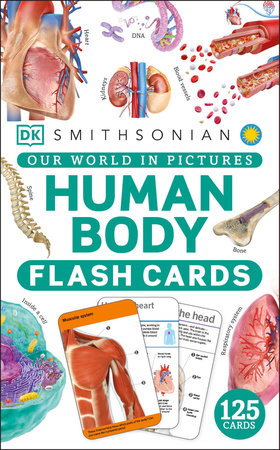 Our World in Pictures Human Body Flash Cards by DK