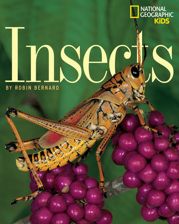 Insects by Robin Bernard