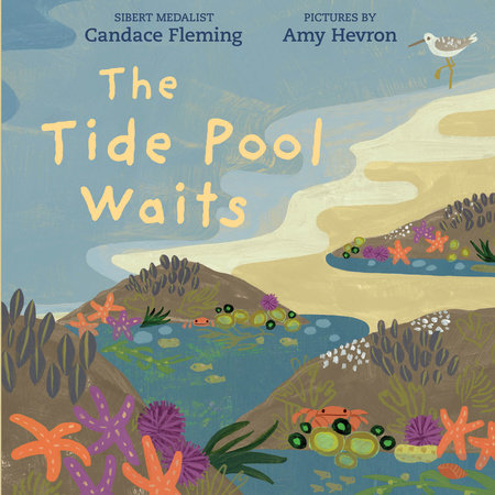 The Tide Pool Waits by Candace Fleming