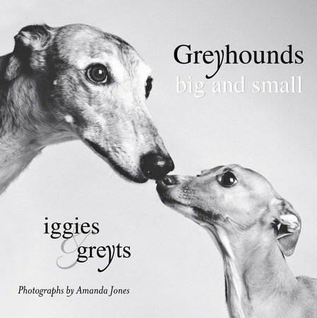 Greyhounds Big and Small by Amanda Jones
