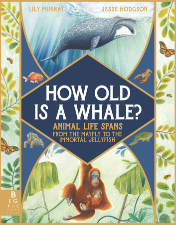 How Old Is a Whale? by Lily Murray