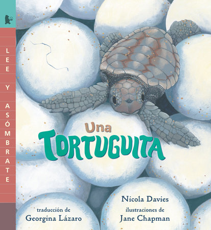 Una tortuguita by Nicola Davies; illustrated by Jane Chapman