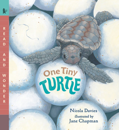 One Tiny Turtle by Nicola Davies