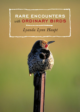 Rare Encounters with Ordinary Birds by Lyanda Lynn Haupt
