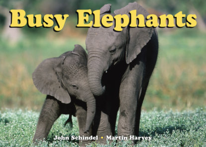Busy Elephants