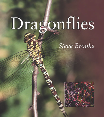 Dragonflies by Steve Brooks