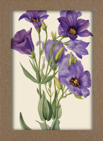 Smithsonian Wildflower Notecard Set - Artwork by Mary Vaux Walcott by Smithsonian Institution