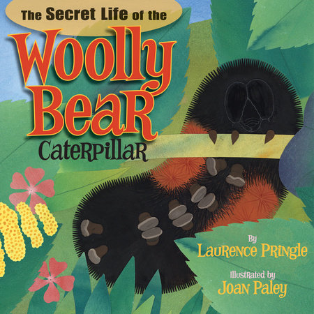 The Secret Life of the Woolly Bear Caterpillar by Laurence Pringle; Illustrated by Joan Paley