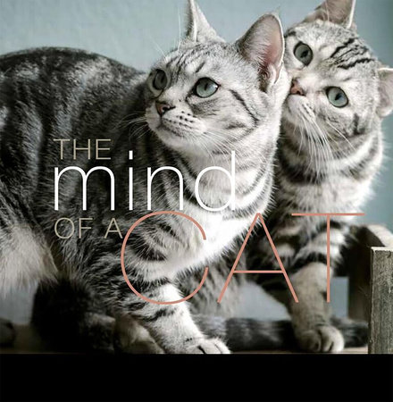 The Mind of a Cat by Liz Abeler Blaylock