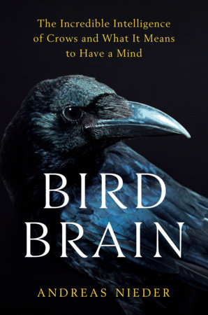 Bird Brain by Andreas Nieder